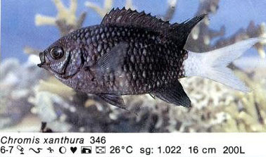Chromis xanthura